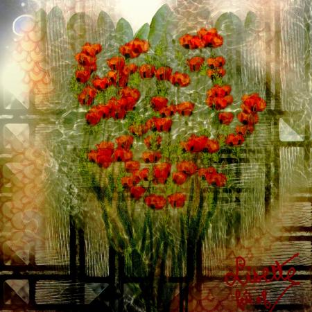 Coquelicots
