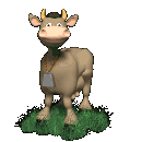 Vaches allant bon train