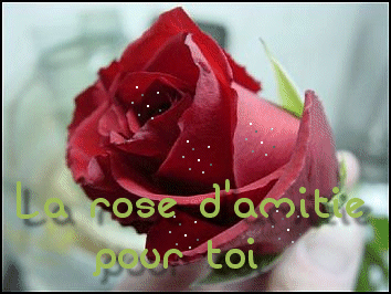 Merci à Tendresse pour sa rose !